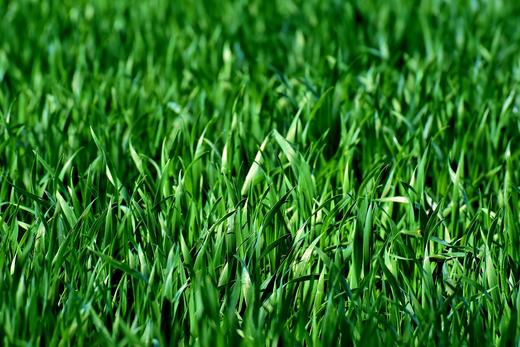 Was sind die nachgewiesenen Vorteile von Weizengras? - Britt's Superfoods DE