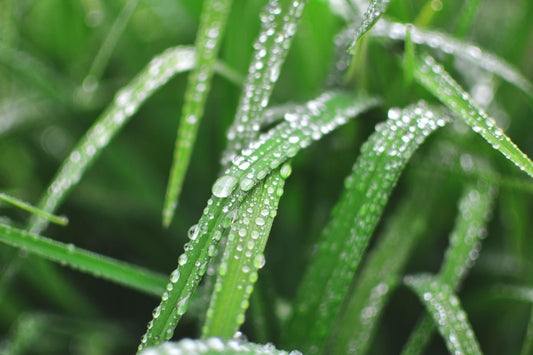 Wer hat die Wirksamkeit von Weizengrassaft entdeckt? - Britt's Superfoods DE