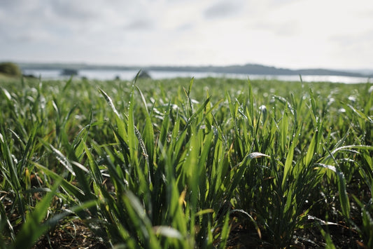 Ist Weizengras wissenschaftlich erforscht?