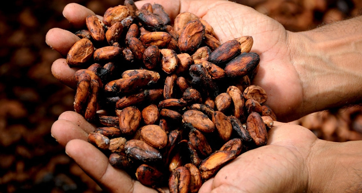 Die gesundheitlichen Vorzüge von Kakao