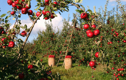 Die Bedeutung der Bodenqualität für Säfte - Britt's Superfoods DE