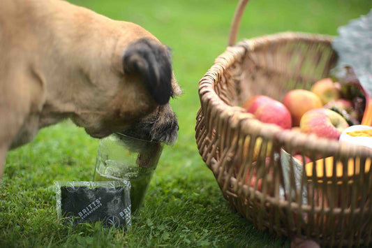 Die Vorteile einen Hund zu halten - Britt's Superfoods DE