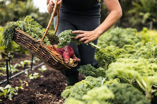 Die wunderbaren gesundheitlichen Vorteile von Grünkohl - Britt's Superfoods DE