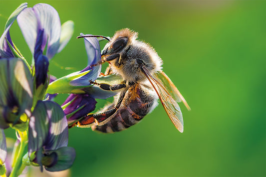 Fleißige Bienen - Britt's Superfoods DE