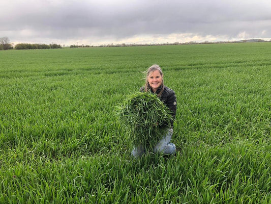 Frühjahrs-Weizengrasernte - hinter den Kulissen - Britt's Superfoods DE