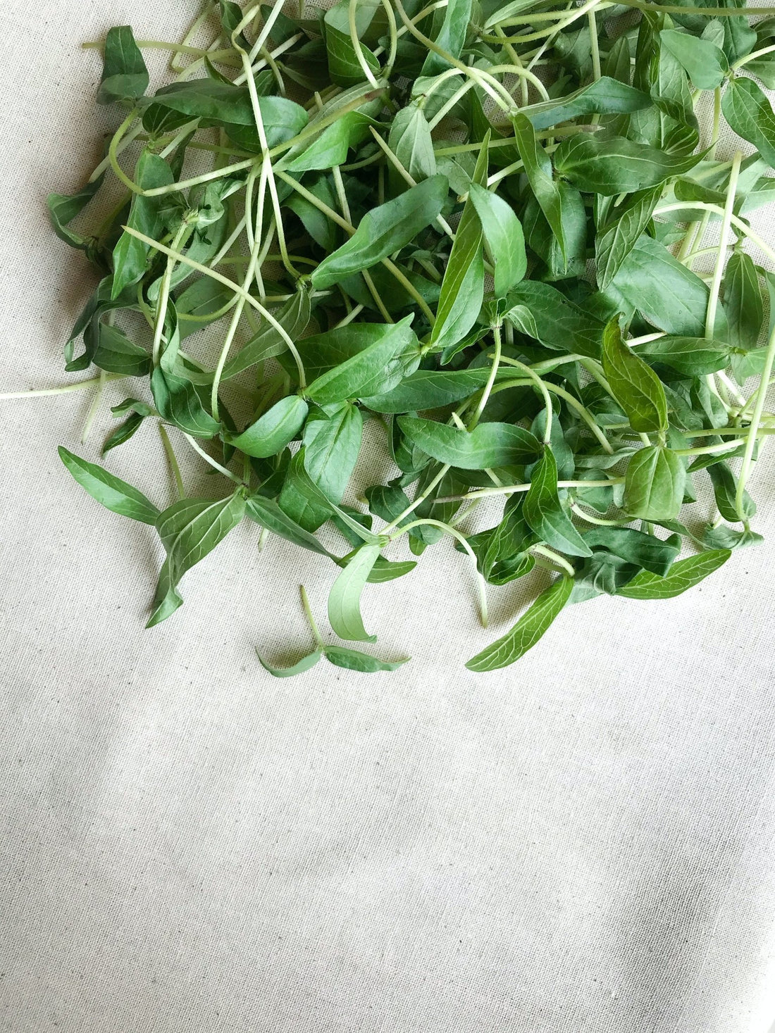 Sind Microgreens Superfoods? - Britt's Superfoods DE