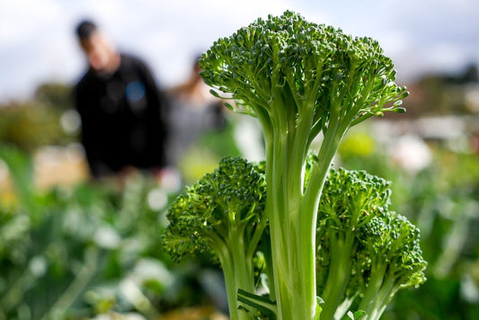 Was sind die gesundheitlichen Vorteile von Brokkolistängel? - Britt's Superfoods DE