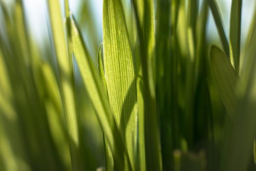 Was ist der Unterschied zwischen pulverisiertem und frischem Weizengras?