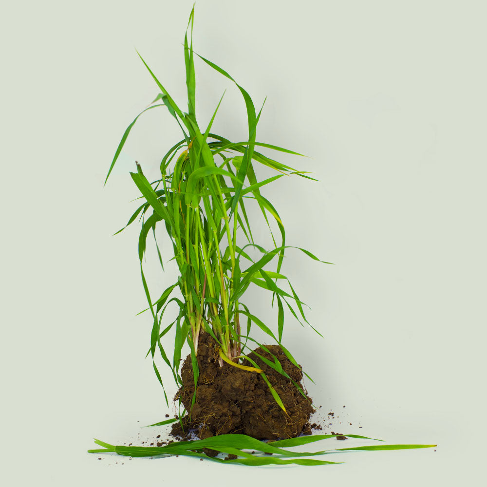 Weizengrassaft x 30 Sachets
